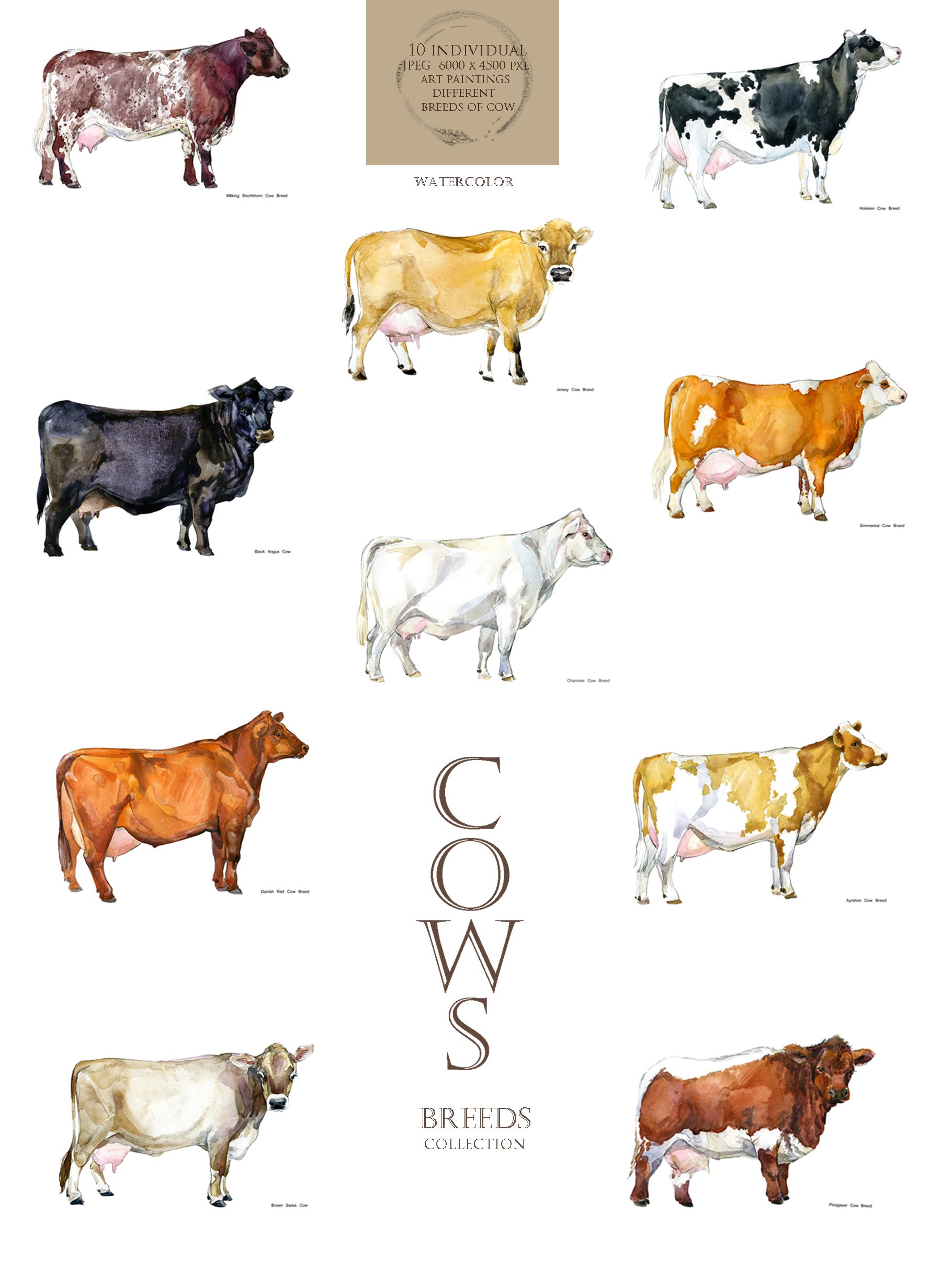 cow 642