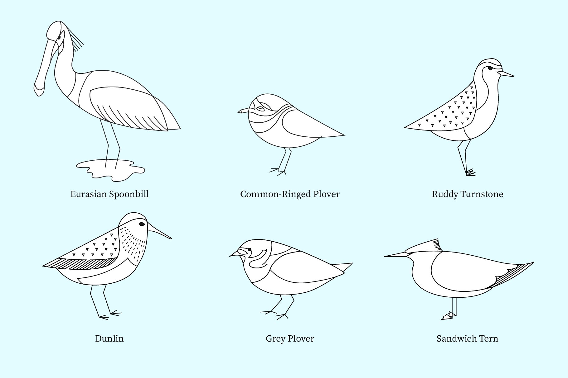 European Coastal Birds preview image.