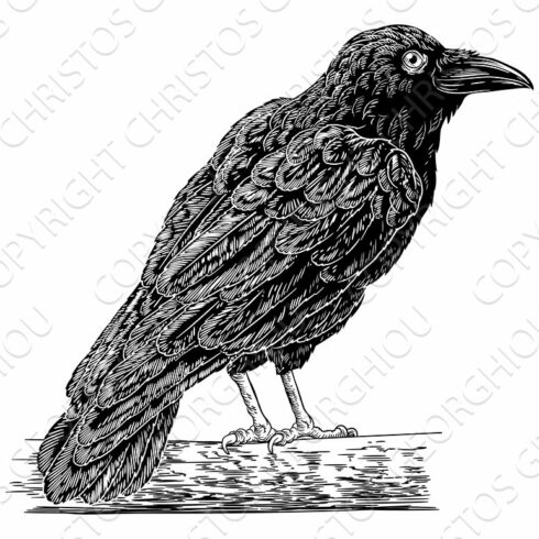 Crow Raven Corvus Bird Vintage cover image.
