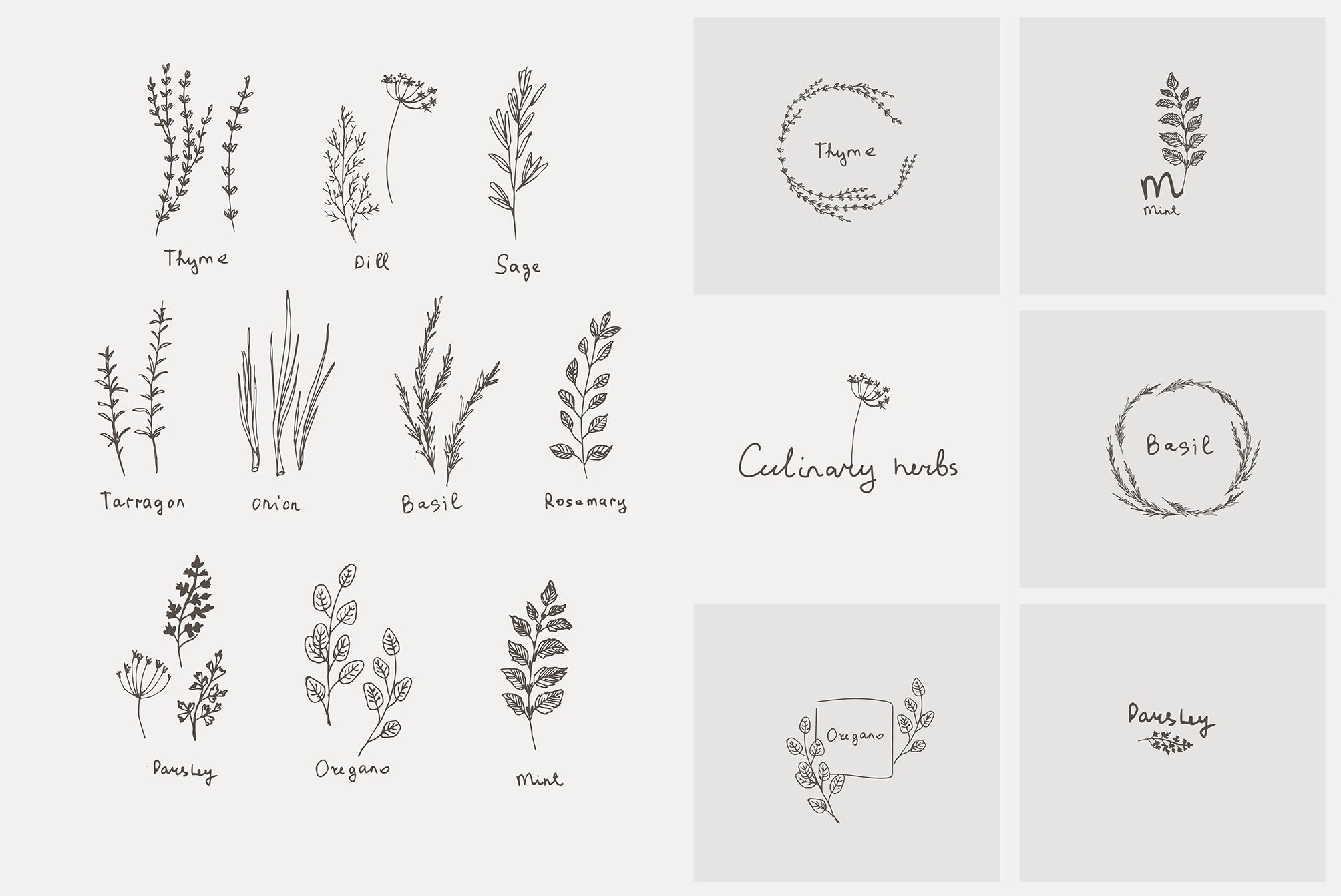 culinary herb and logo preview image.