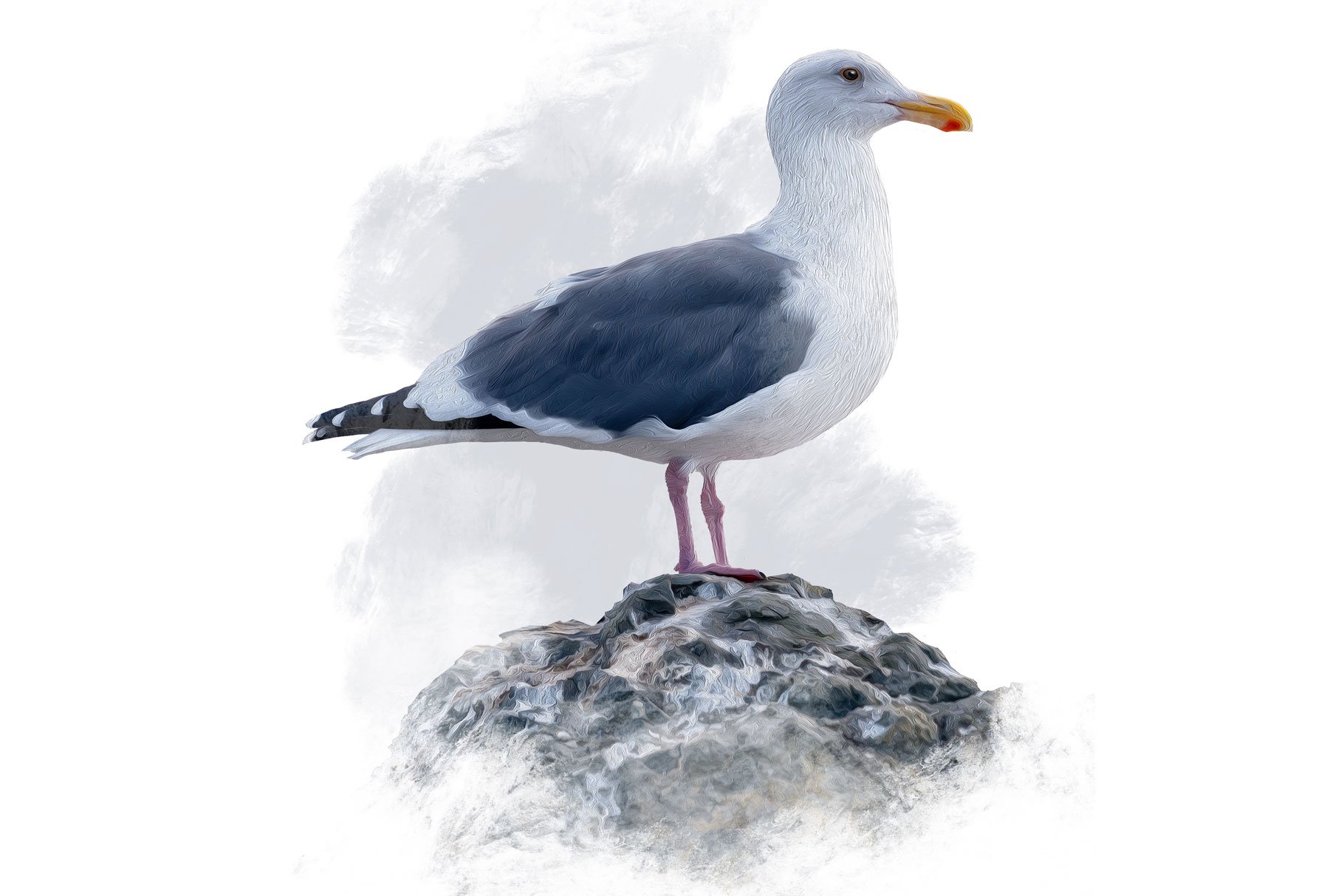 Seagull Illustration cover image.