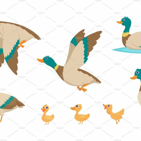 Wild ducks. Young swimming birds cover image.