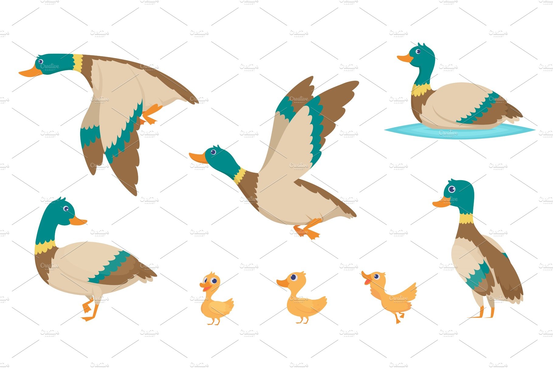 Wild ducks. Young swimming birds cover image.