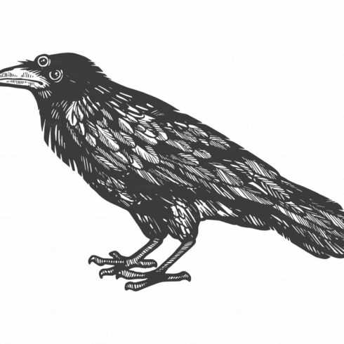 Crow with three eyes engraving cover image.