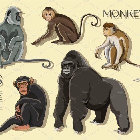 Different types of monkeys cover image.