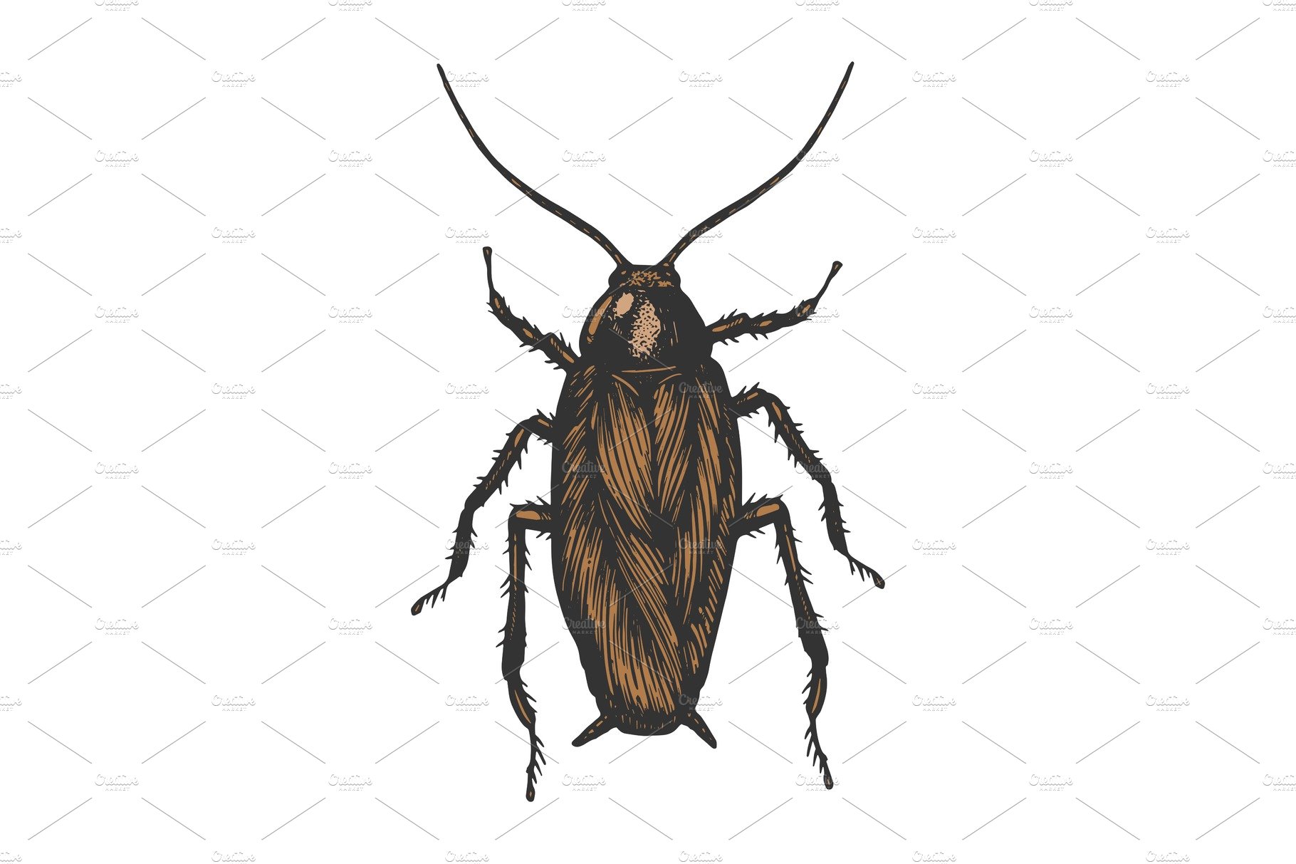 Cockroach bug color sketch vector cover image.