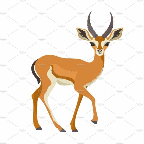 Gazelle or antelope with horn cover image.