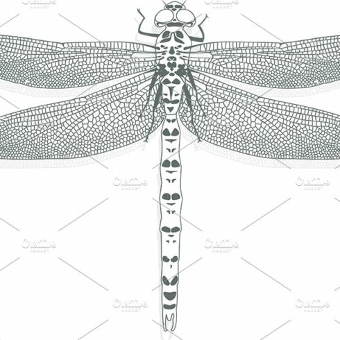 Vector - dragonfly on a white backgr cover image.