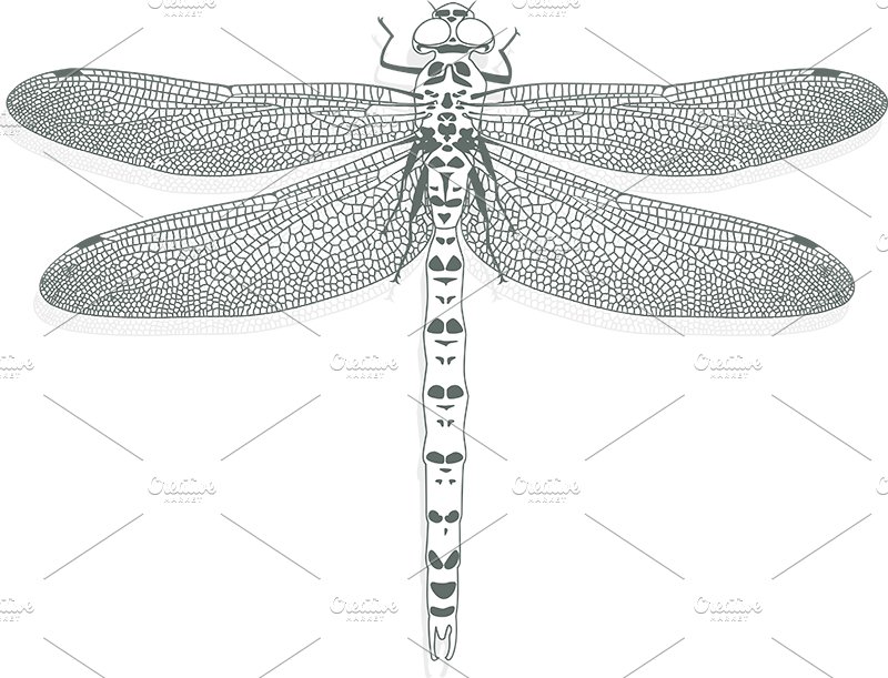 Vector - dragonfly on a white backgr cover image.