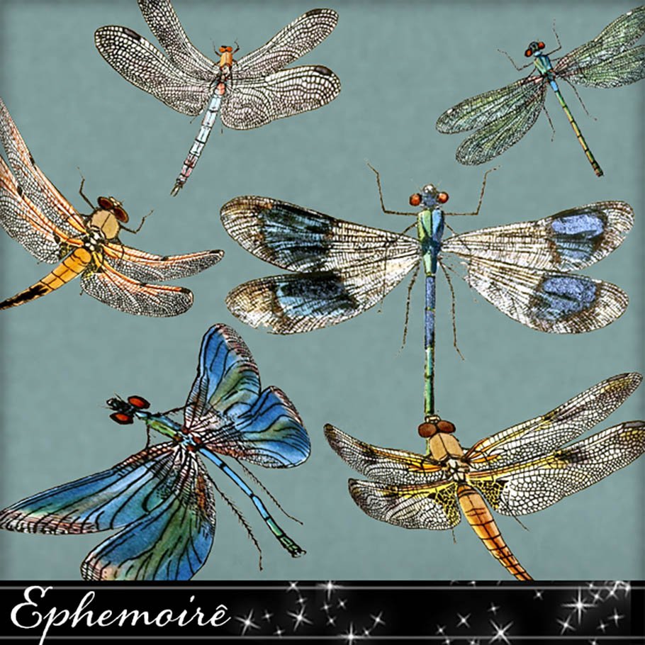 Vintage Dragonfly Digital Image Set cover image.