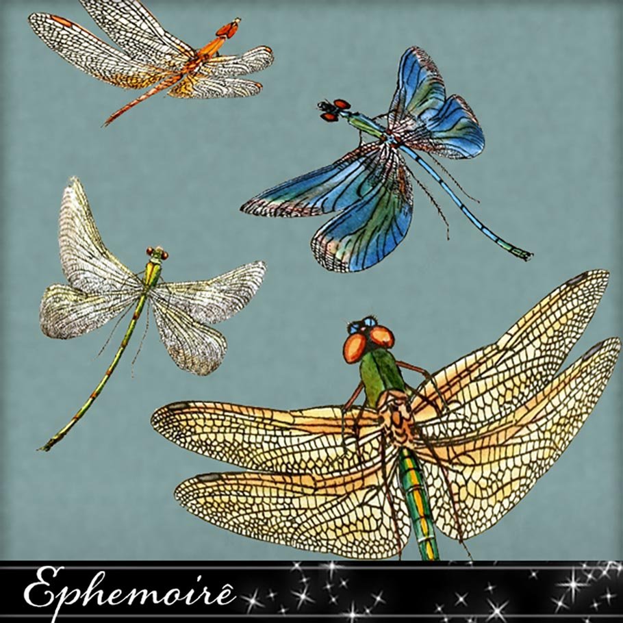 dragonflies3b 989
