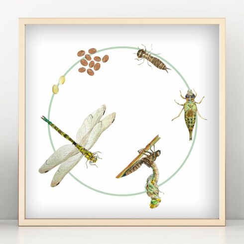 Dragonfly Life Cycle Clipart & Print cover image.