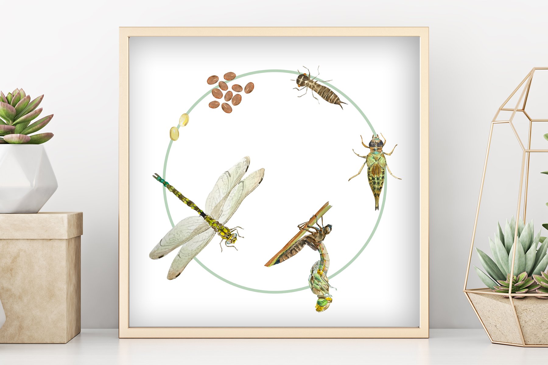 Dragonfly Life Cycle Clipart & Print cover image.