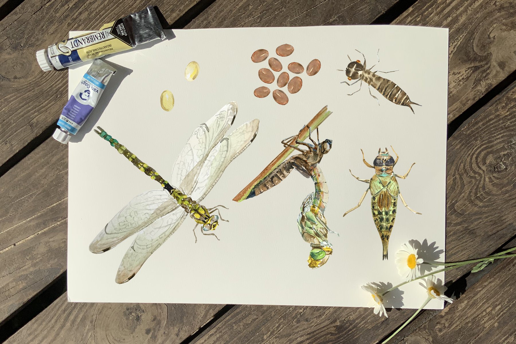 Dragonfly Life Cycle Clipart & Print preview image.