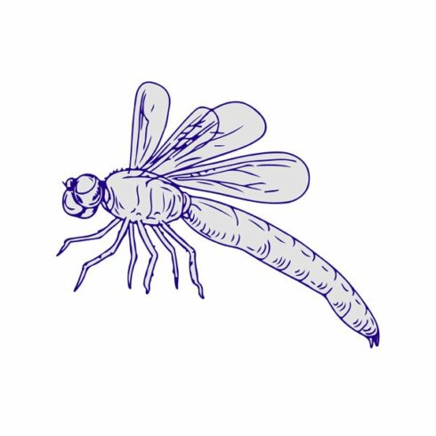 Dragonfly Flying Drawing Side cover image.