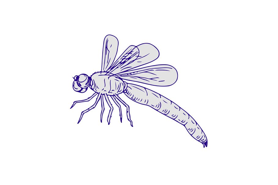 Dragonfly Flying Drawing Side cover image.