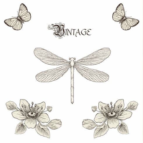 Insects&Flowers. Engraving style cover image.