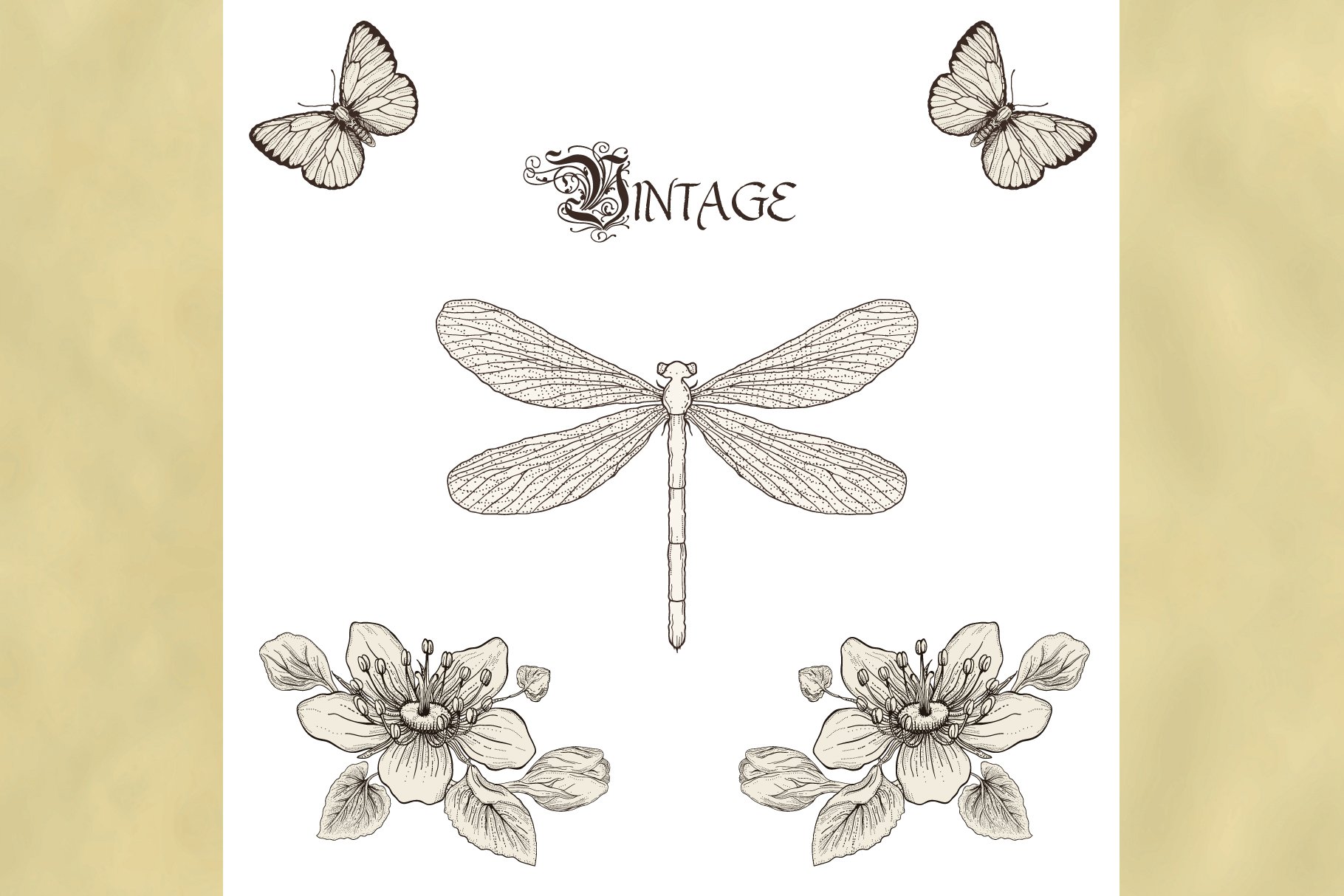 Insects&Flowers. Engraving style cover image.