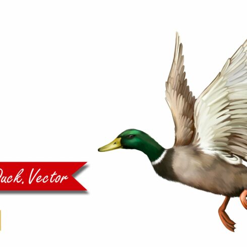Male Mallard Duck Flying. Vector cover image.