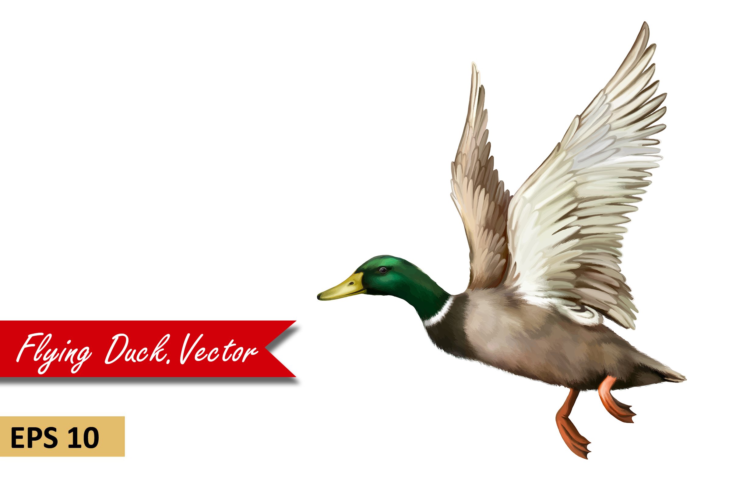Male Mallard Duck Flying. Vector cover image.