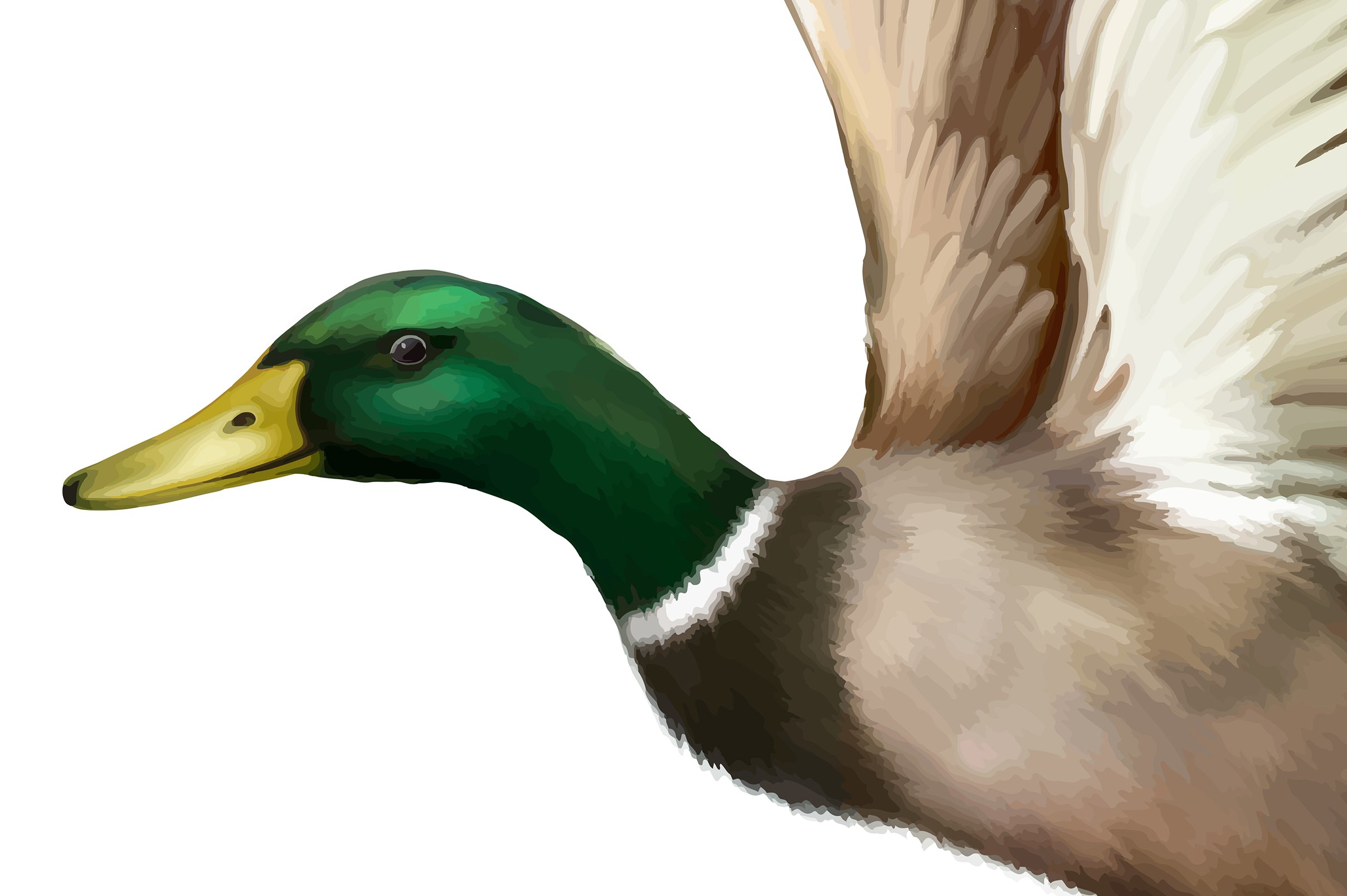 Male Mallard Duck Flying. Vector preview image.