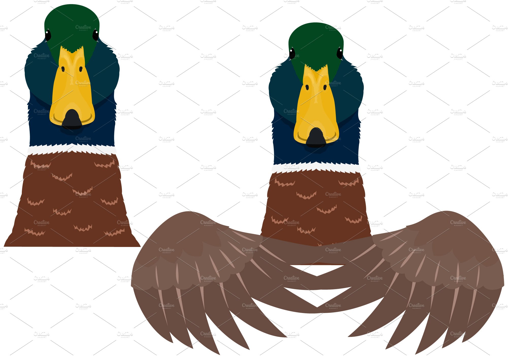 mallard duck head & upper body cover image.