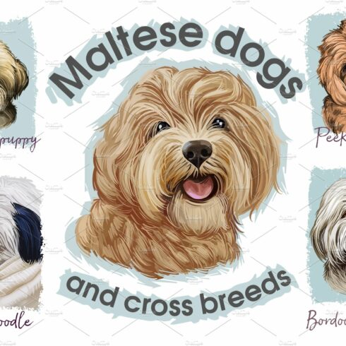 Maltese Dogs, Cross Breeds Puppies cover image.