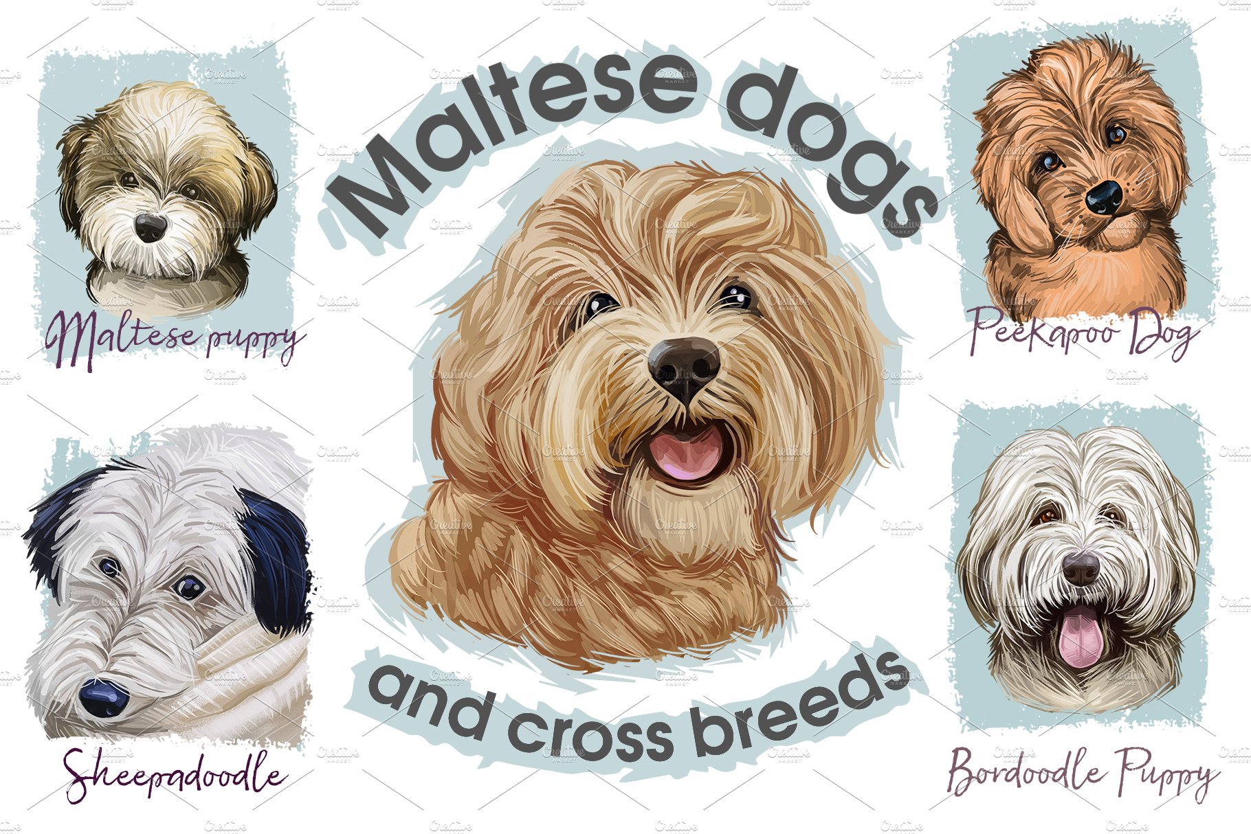 Maltese Dogs, Cross Breeds Puppies cover image.