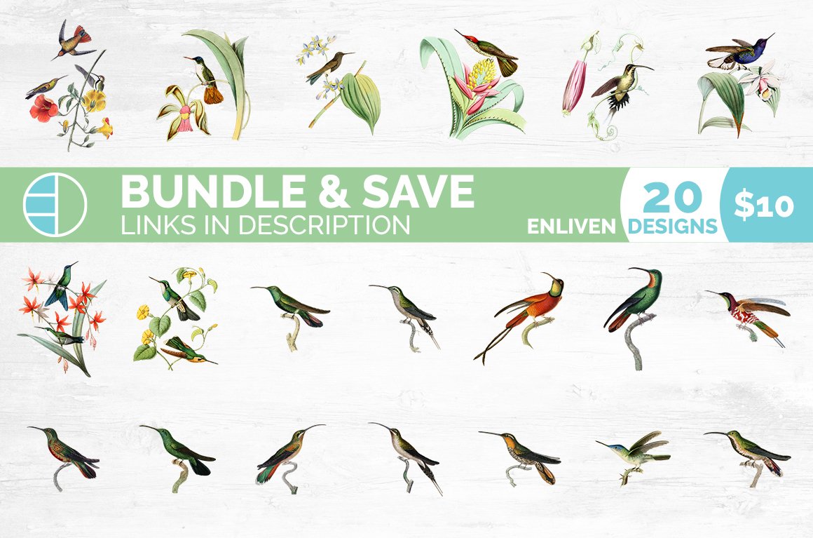Hummingbird Clipart Vintage preview image.