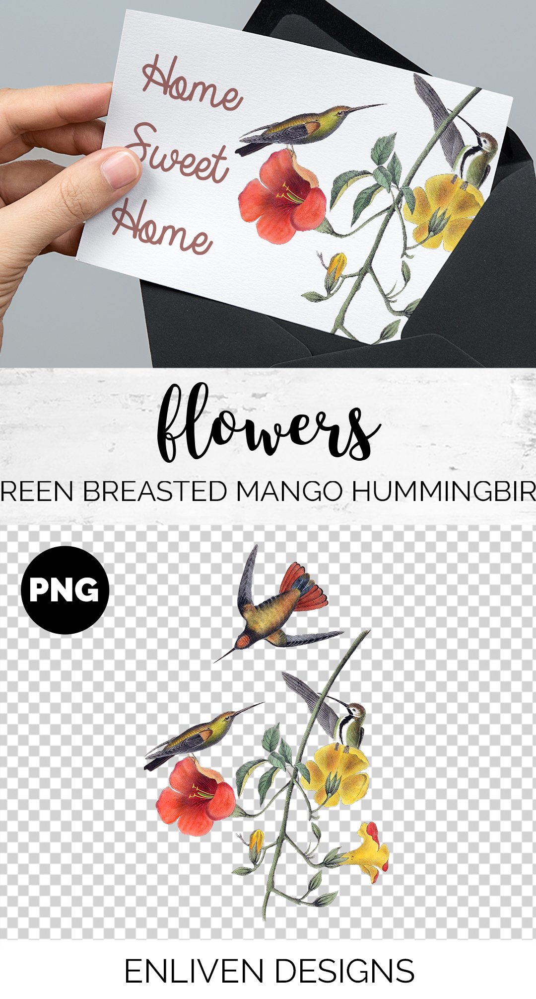 e01v01a 741 green breasted mango hummingbird b 119