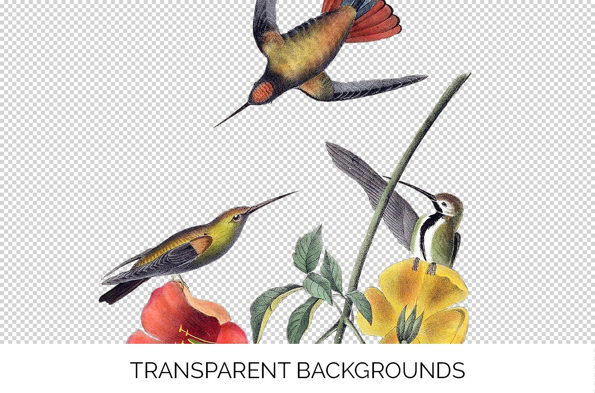 e01v01a 741 green breasted mango hummingbird c 483