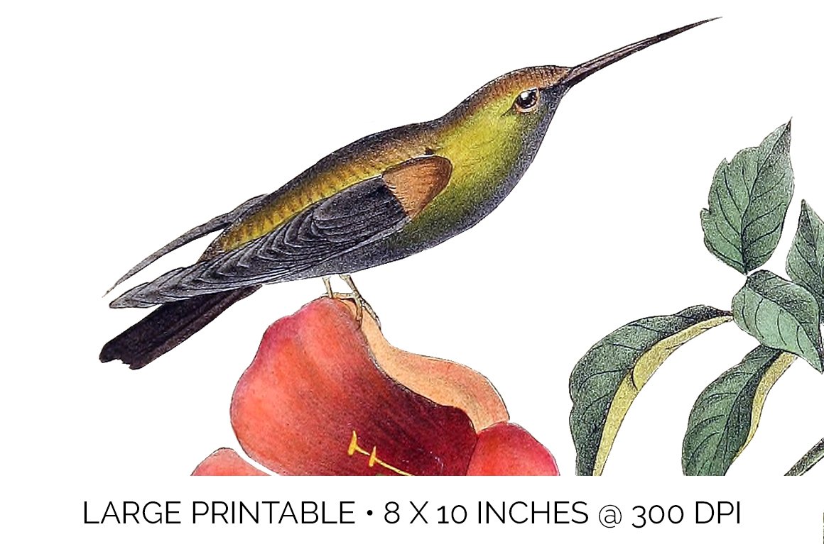 e01v01a 741 green breasted mango hummingbird e 64