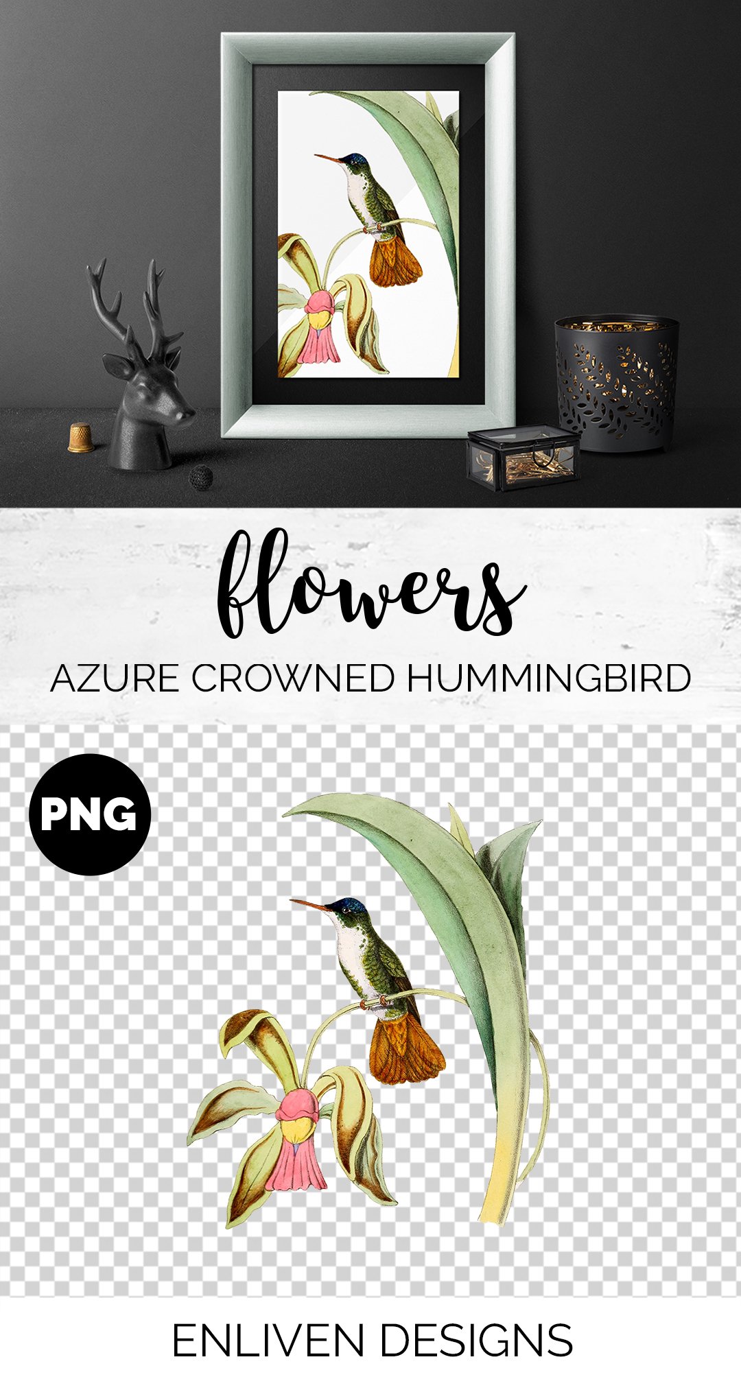 e01v01b 825 azure crowned hummingbird b 952