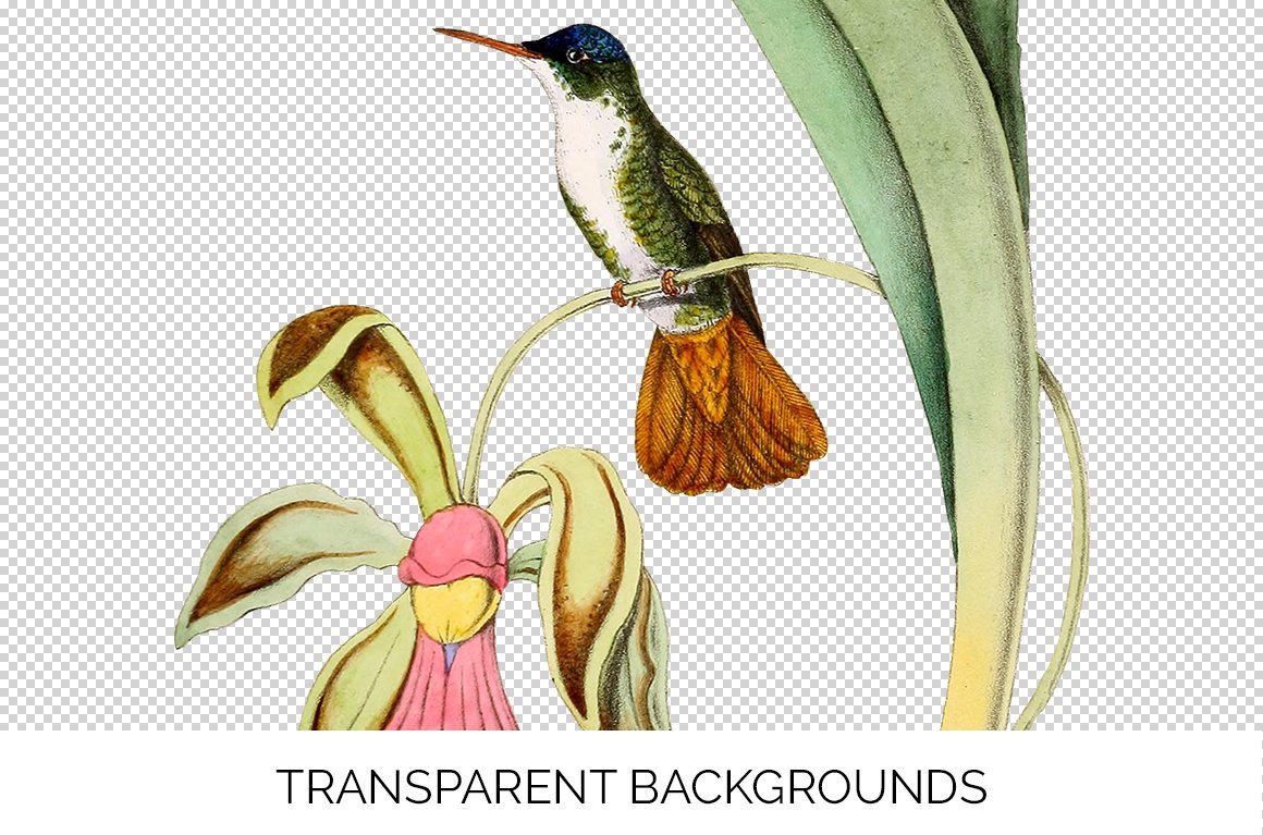 e01v01b 825 azure crowned hummingbird c 766