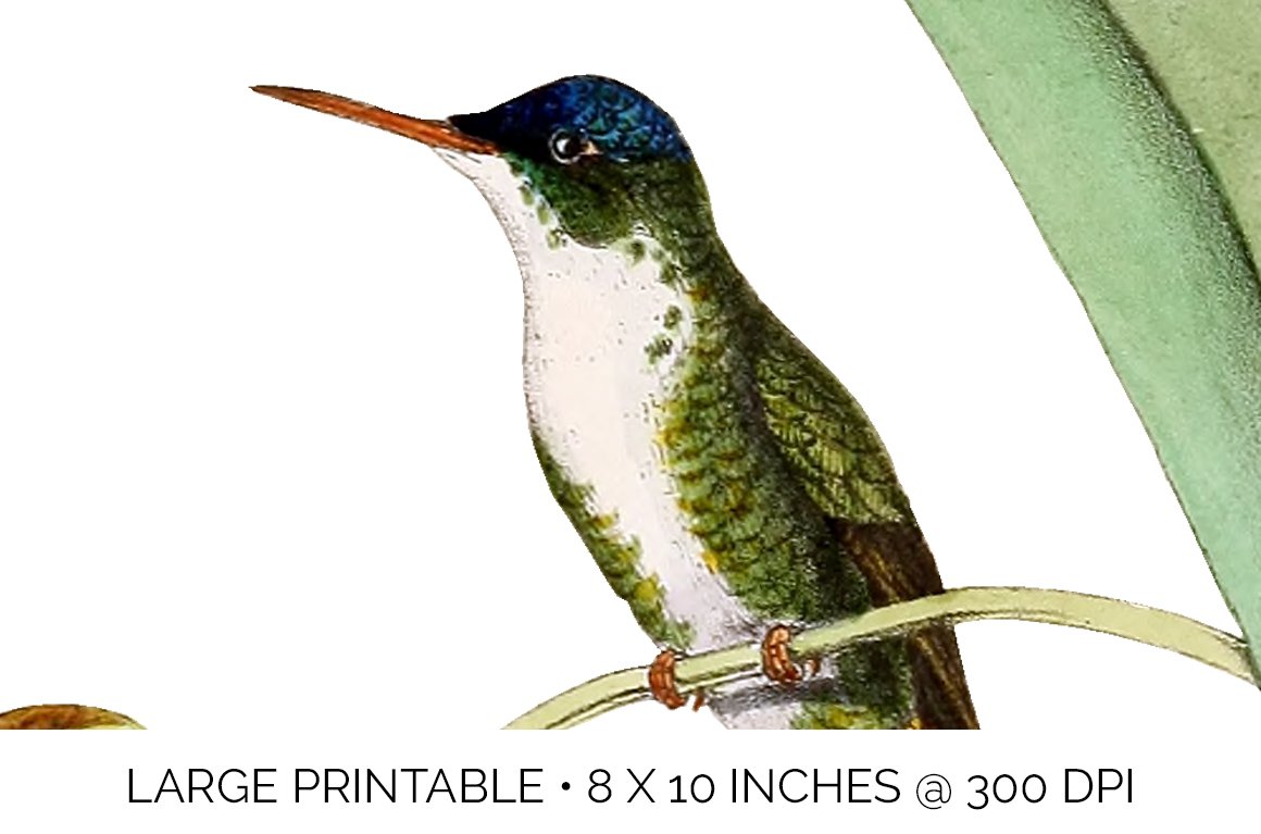 e01v01b 825 azure crowned hummingbird e 796
