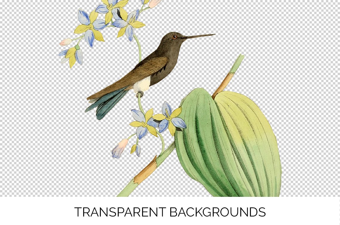 e01v01c 825 brown hummingbird c 872