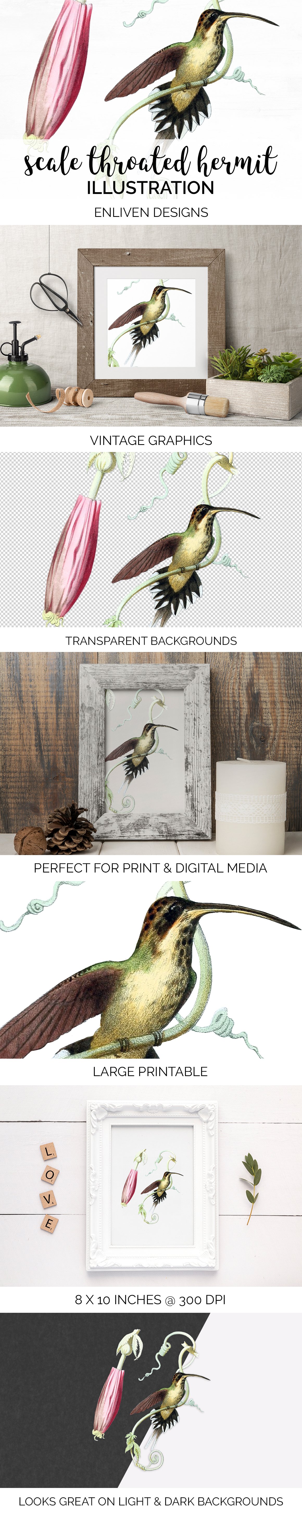 Hummingbird Clipart Vintage cover image.