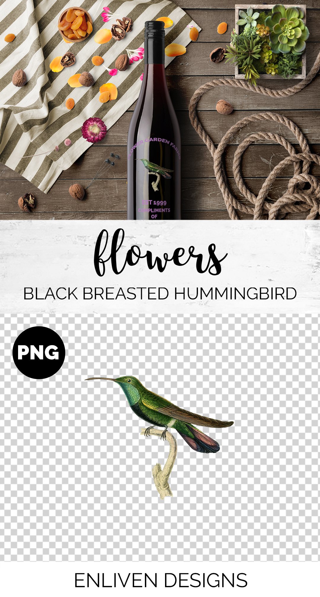 e01v01i 84561 black breasted hummingbird b 384