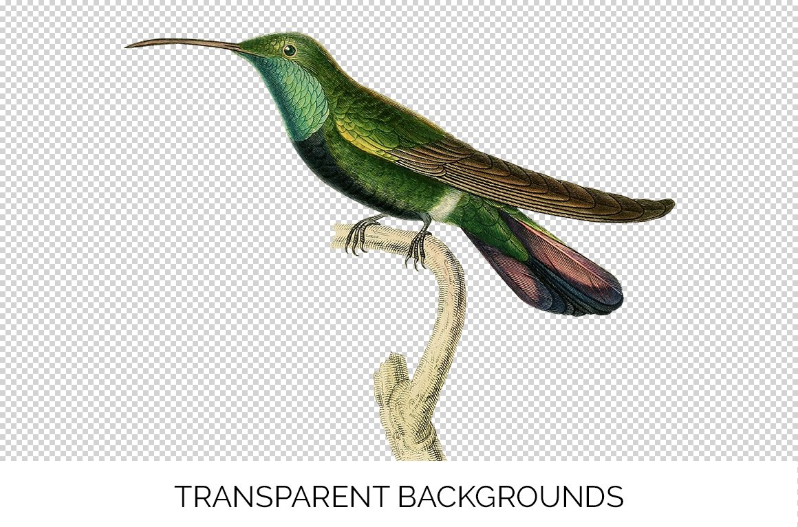 e01v01i 84561 black breasted hummingbird c 312