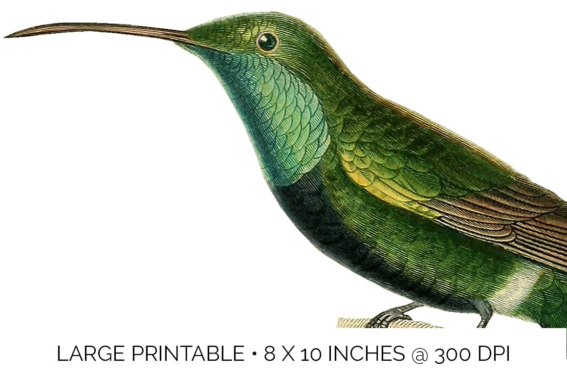 e01v01i 84561 black breasted hummingbird e 634