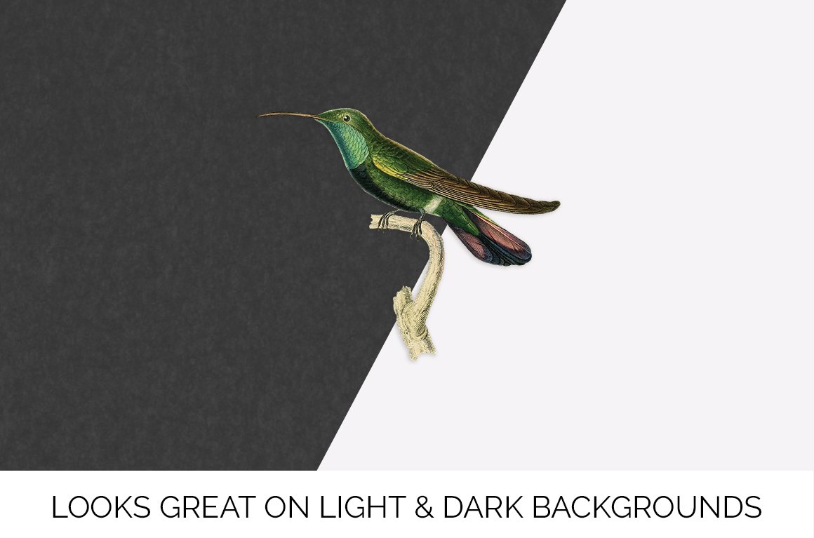e01v01i 84561 black breasted hummingbird g 586