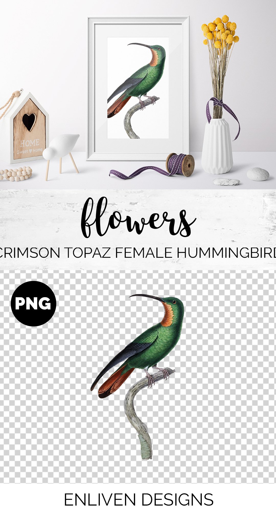 e01v01l 84561 crimson topaz female hummingbird b 778
