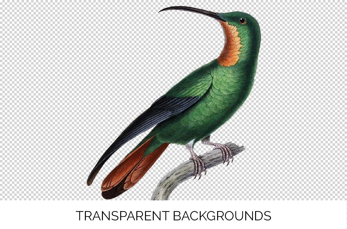 e01v01l 84561 crimson topaz female hummingbird c 283