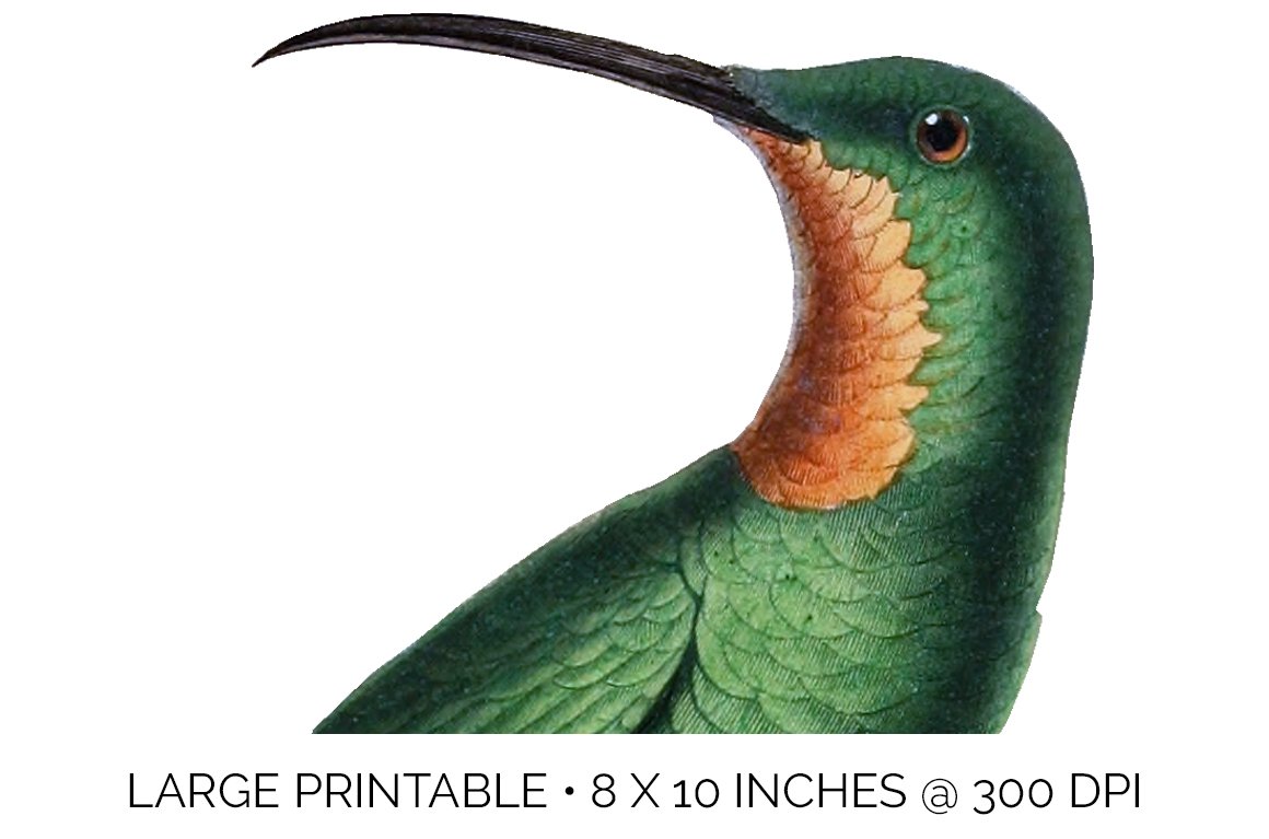 e01v01l 84561 crimson topaz female hummingbird e 991