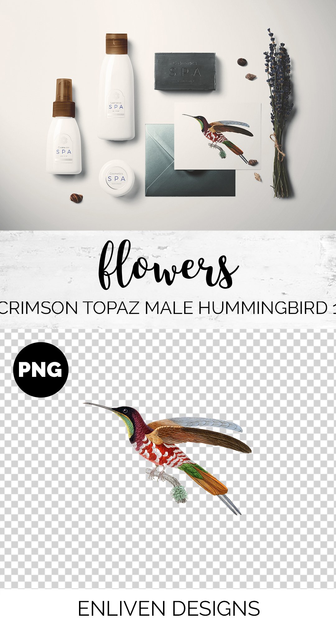 e01v01m 84561 crimson topaz male hummingbird 1 b 918