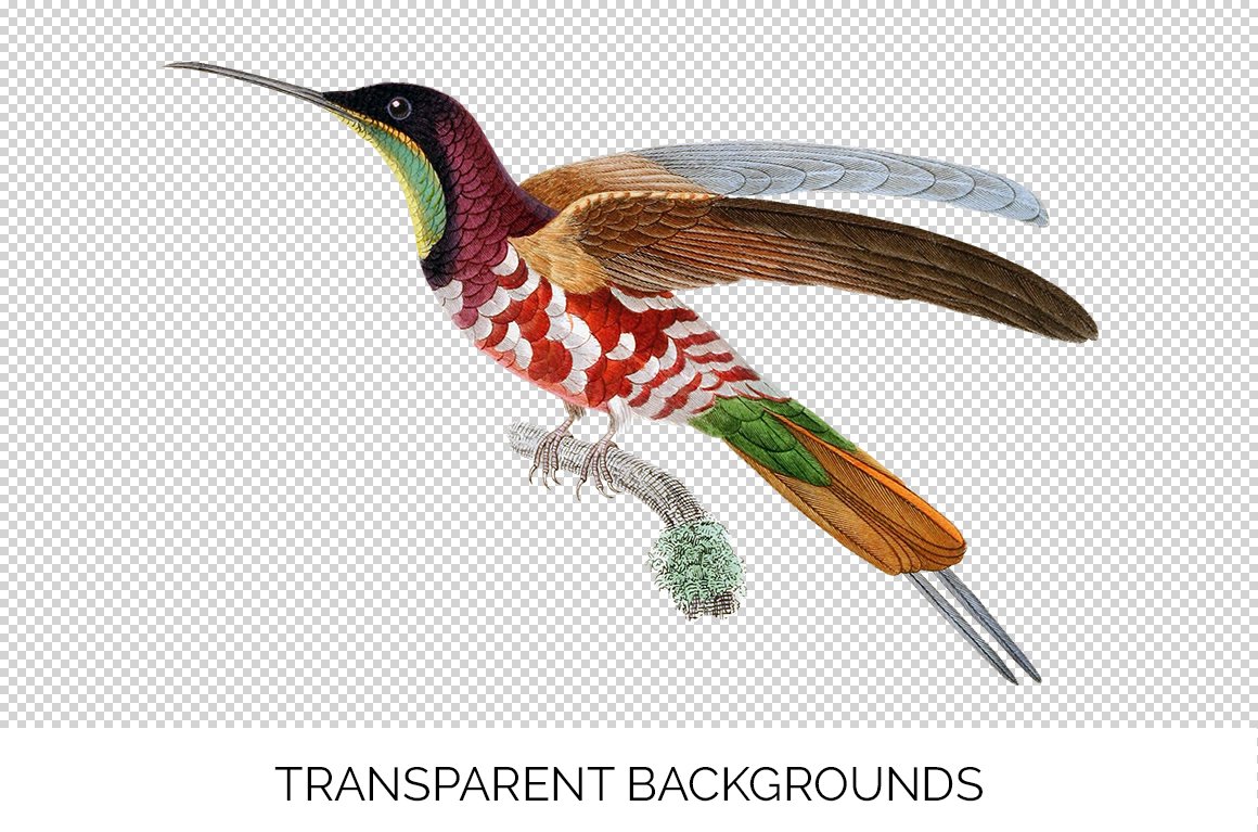 e01v01m 84561 crimson topaz male hummingbird 1 c 291