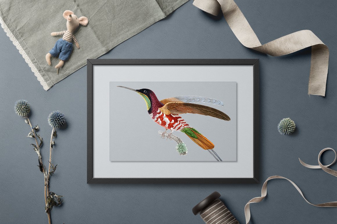 e01v01m 84561 crimson topaz male hummingbird 1 f 451