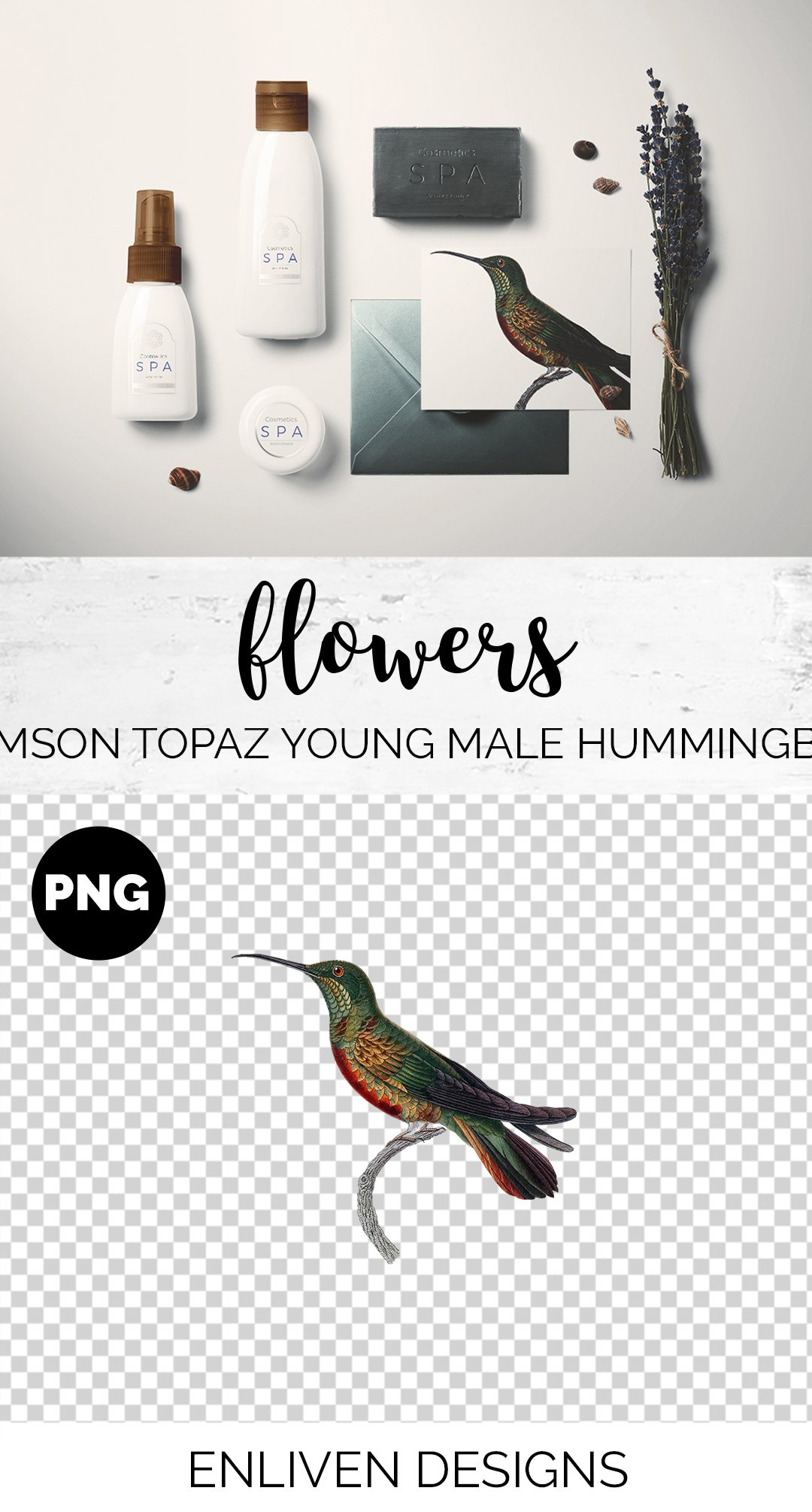 e01v01n 84561 crimson topaz young male hummingbird b 551