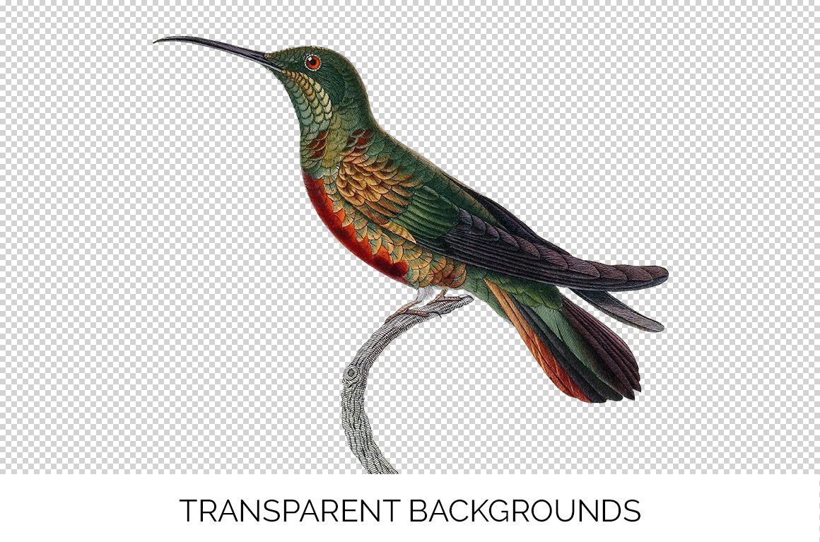 e01v01n 84561 crimson topaz young male hummingbird c 209