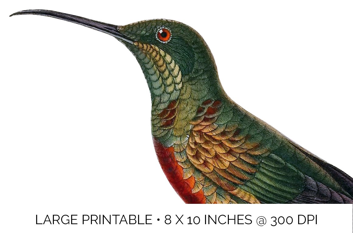 e01v01n 84561 crimson topaz young male hummingbird e 15